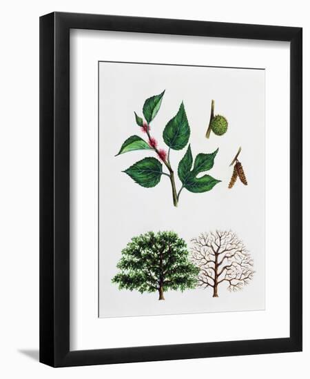 Paper Mulberry (Broussonetia Papyrifera)-null-Framed Giclee Print