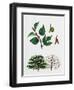 Paper Mulberry (Broussonetia Papyrifera)-null-Framed Giclee Print