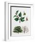 Paper Mulberry (Broussonetia Papyrifera)-null-Framed Giclee Print