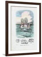 Paper Nautilus, 1863-79-Raimundo Petraroja-Framed Giclee Print