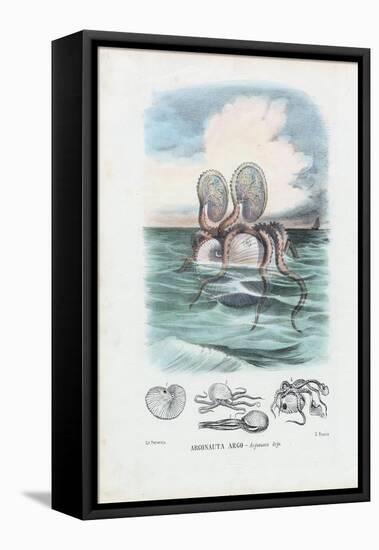 Paper Nautilus, 1863-79-Raimundo Petraroja-Framed Stretched Canvas