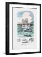 Paper Nautilus, 1863-79-Raimundo Petraroja-Framed Giclee Print