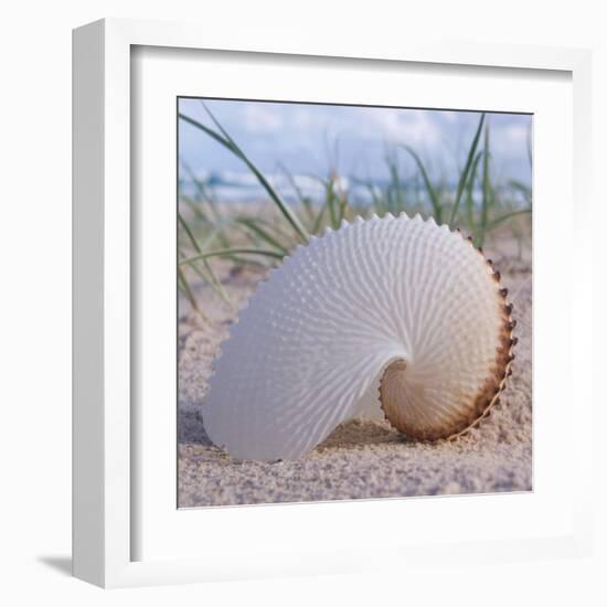 Paper Nautilus-Mark Goodall-Framed Art Print