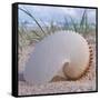 Paper Nautilus-Mark Goodall-Framed Stretched Canvas