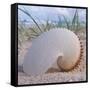 Paper Nautilus-Mark Goodall-Framed Stretched Canvas