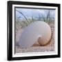 Paper Nautilus-Mark Goodall-Framed Art Print