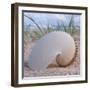 Paper Nautilus-Mark Goodall-Framed Art Print