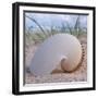 Paper Nautilus-Mark Goodall-Framed Art Print