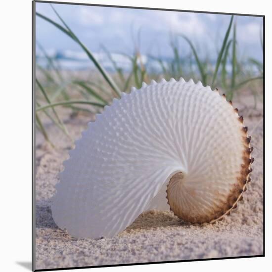 Paper Nautilus-Mark Goodall-Mounted Art Print