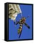 Paper Wasp Adult on Nest, Texas, Usa, May-Rolf Nussbaumer-Framed Stretched Canvas