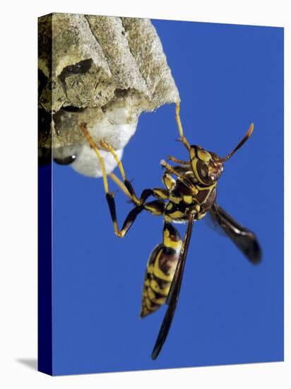 Paper Wasp Adult on Nest, Texas, Usa, May-Rolf Nussbaumer-Stretched Canvas