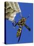 Paper Wasp Adult on Nest, Texas, Usa, May-Rolf Nussbaumer-Stretched Canvas