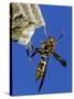 Paper Wasp Adult on Nest, Texas, Usa, May-Rolf Nussbaumer-Stretched Canvas