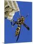 Paper Wasp Adult on Nest, Texas, Usa, May-Rolf Nussbaumer-Mounted Premium Photographic Print