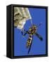 Paper Wasp Adult on Nest, Texas, Usa, May-Rolf Nussbaumer-Framed Stretched Canvas