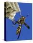 Paper Wasp Adult on Nest, Texas, Usa, May-Rolf Nussbaumer-Stretched Canvas