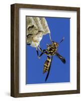 Paper Wasp Adult on Nest, Texas, Usa, May-Rolf Nussbaumer-Framed Photographic Print