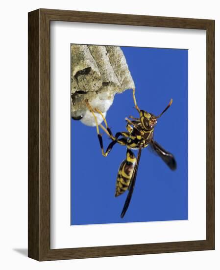 Paper Wasp Adult on Nest, Texas, Usa, May-Rolf Nussbaumer-Framed Photographic Print