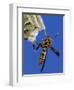 Paper Wasp Adult on Nest, Texas, Usa, May-Rolf Nussbaumer-Framed Photographic Print