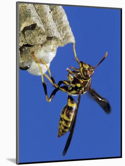 Paper Wasp Adult on Nest, Texas, Usa, May-Rolf Nussbaumer-Mounted Photographic Print