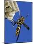 Paper Wasp Adult on Nest, Texas, Usa, May-Rolf Nussbaumer-Mounted Photographic Print