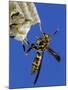 Paper Wasp Adult on Nest, Texas, Usa, May-Rolf Nussbaumer-Mounted Photographic Print