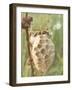 Paper Wasp Building Honeycomb-Harald Kroiss-Framed Photographic Print