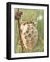 Paper Wasp Building Honeycomb-Harald Kroiss-Framed Photographic Print