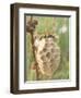 Paper Wasp Building Honeycomb-Harald Kroiss-Framed Premium Photographic Print