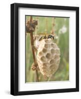 Paper Wasp Building Honeycomb-Harald Kroiss-Framed Premium Photographic Print