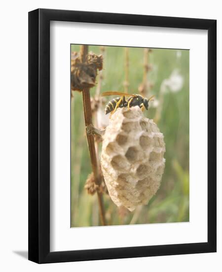 Paper Wasp Building Honeycomb-Harald Kroiss-Framed Premium Photographic Print