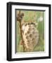 Paper Wasp Building Honeycomb-Harald Kroiss-Framed Premium Photographic Print