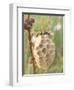 Paper Wasp Building Honeycomb-Harald Kroiss-Framed Premium Photographic Print