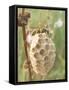 Paper Wasp Building Honeycomb-Harald Kroiss-Framed Stretched Canvas