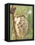 Paper Wasp Building Honeycomb-Harald Kroiss-Framed Stretched Canvas