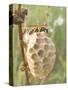 Paper Wasp Building Honeycomb-Harald Kroiss-Stretched Canvas