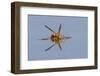 Paper wasp drinking water from surface of pond, Rio Grande Valley, Texas-Adam Jones-Framed Photographic Print