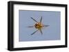 Paper wasp drinking water from surface of pond, Rio Grande Valley, Texas-Adam Jones-Framed Photographic Print