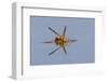 Paper wasp drinking water from surface of pond, Rio Grande Valley, Texas-Adam Jones-Framed Photographic Print