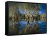 Paperbark Forest Weeping Paperbark in Billabong-null-Framed Stretched Canvas