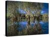 Paperbark Forest Weeping Paperbark in Billabong-null-Stretched Canvas