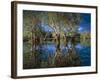 Paperbark Forest Weeping Paperbark in Billabong-null-Framed Photographic Print