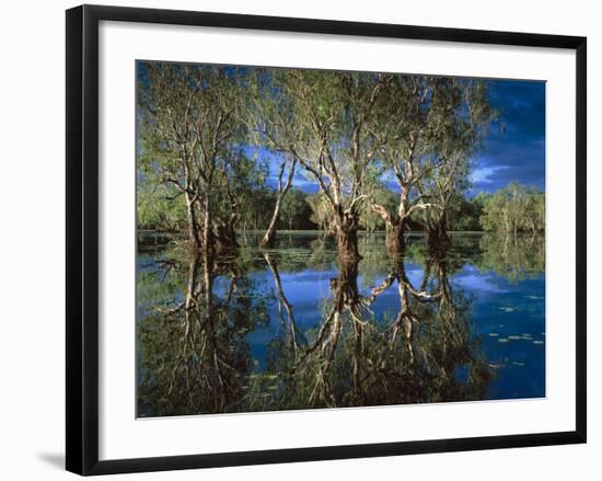 Paperbark Forest Weeping Paperbark in Billabong-null-Framed Photographic Print