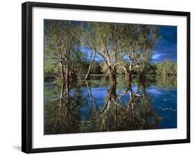 Paperbark Forest Weeping Paperbark in Billabong-null-Framed Photographic Print