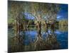 Paperbark Forest Weeping Paperbark in Billabong-null-Mounted Photographic Print