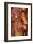 Paperbark Maple (Acer griseum) close-up of peeling bark, Glansevern Gardens, Powys, Wales-Richard Becker-Framed Photographic Print