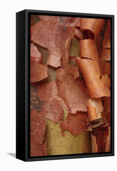 Paperbark Maple (Acer griseum) close-up of peeling bark, Glansevern Gardens, Powys, Wales-Richard Becker-Framed Stretched Canvas