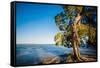 Paperbark tree growing on the shore of Lake Cootharaba, Queensland, Australia-Mark A Johnson-Framed Stretched Canvas