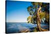 Paperbark tree growing on the shore of Lake Cootharaba, Queensland, Australia-Mark A Johnson-Stretched Canvas