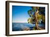 Paperbark tree growing on the shore of Lake Cootharaba, Queensland, Australia-Mark A Johnson-Framed Photographic Print